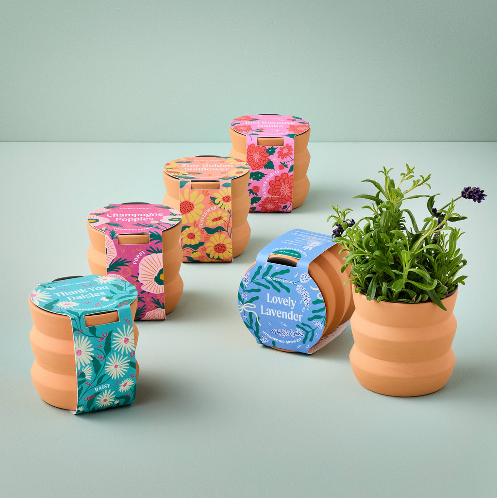 terracotta dahlia grow kit, view 6