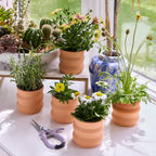 tiny terracotta grow kit, dahlia