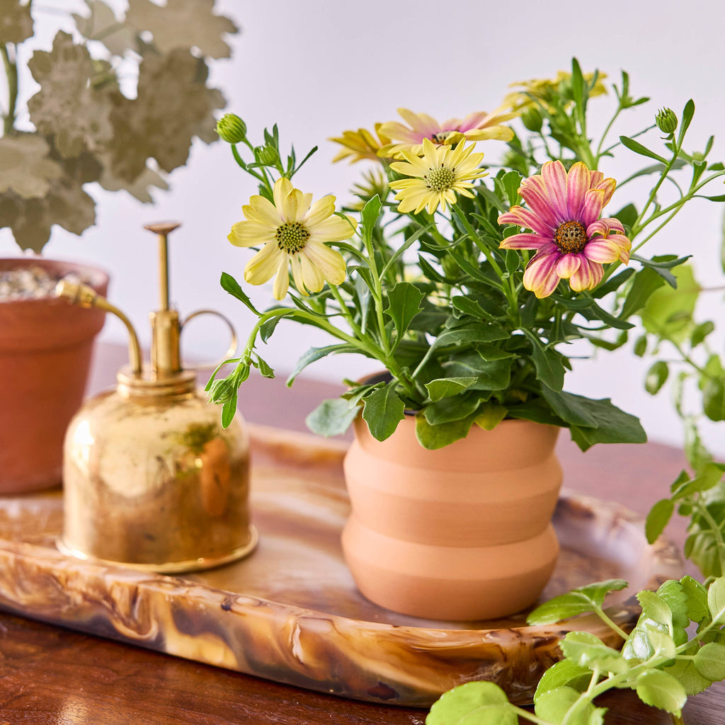 tiny terracotta grow kit, dahlia