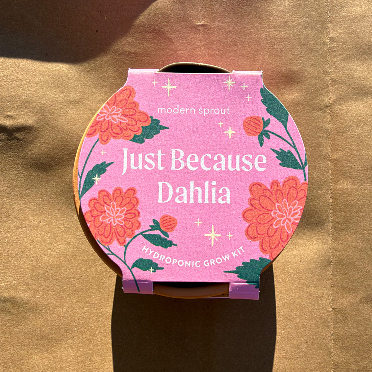 terracotta dahlia grow kit, view 3