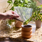 tiny terracotta grow kit, dahlia