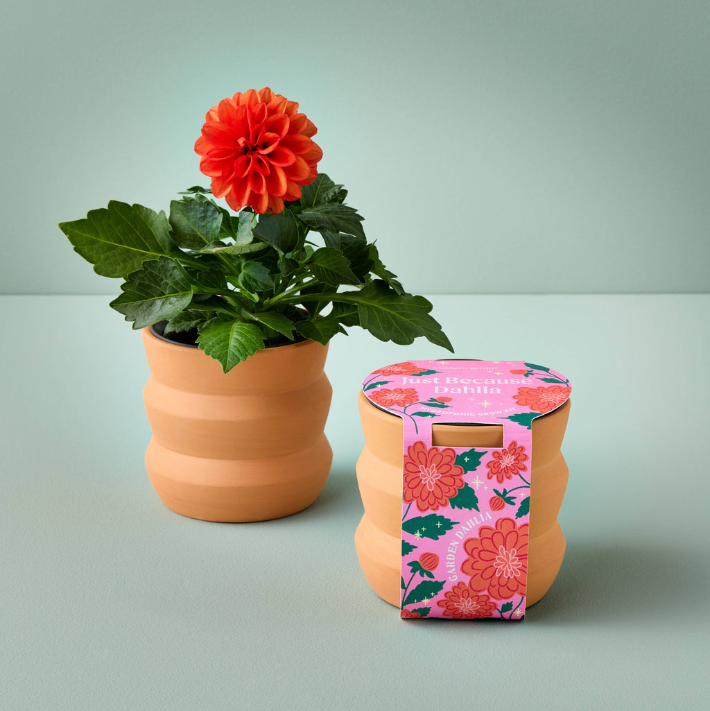 tiny terracotta dahlia grow kit