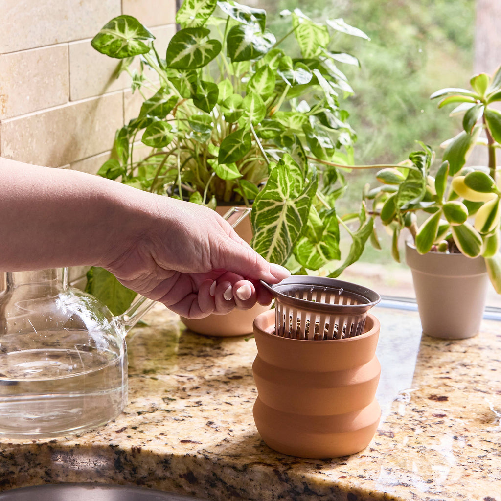 tiny terracotta grow kit, dahlia