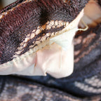 1960s brown lace overlay cocktail dress with pink lining and satin sash